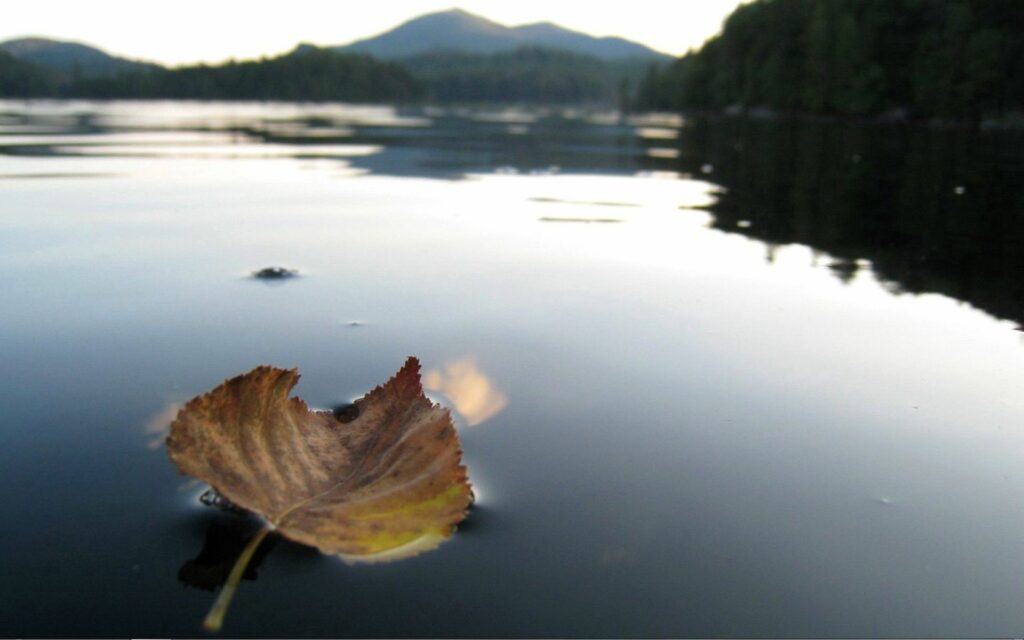 Dried brown leaf floating on calm water with gentle ripples autumn nature wallpaper background