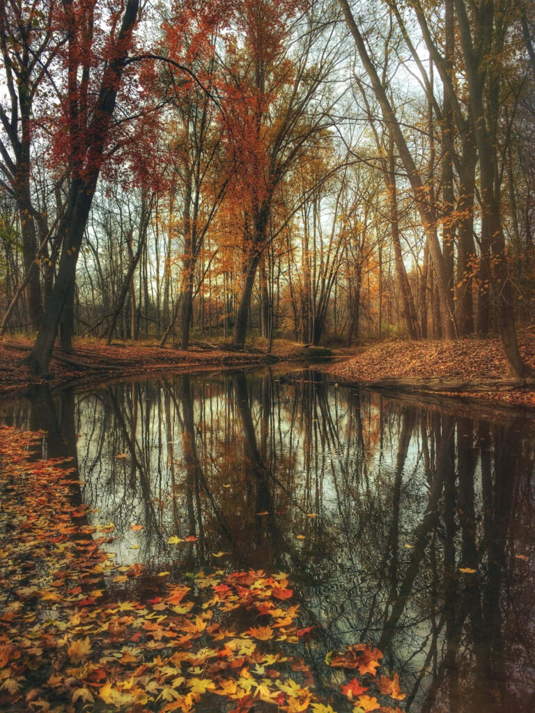 Serene Early Fall Wallpaper: Vibrant Leaves & Tranquil Stream Scene
