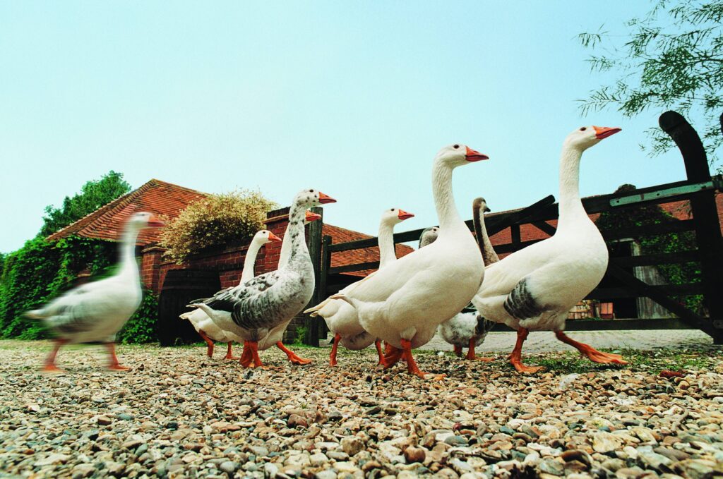 Charming Farm Scene: Geese on Gravel Path with Rustic Backdrop Wallpaper