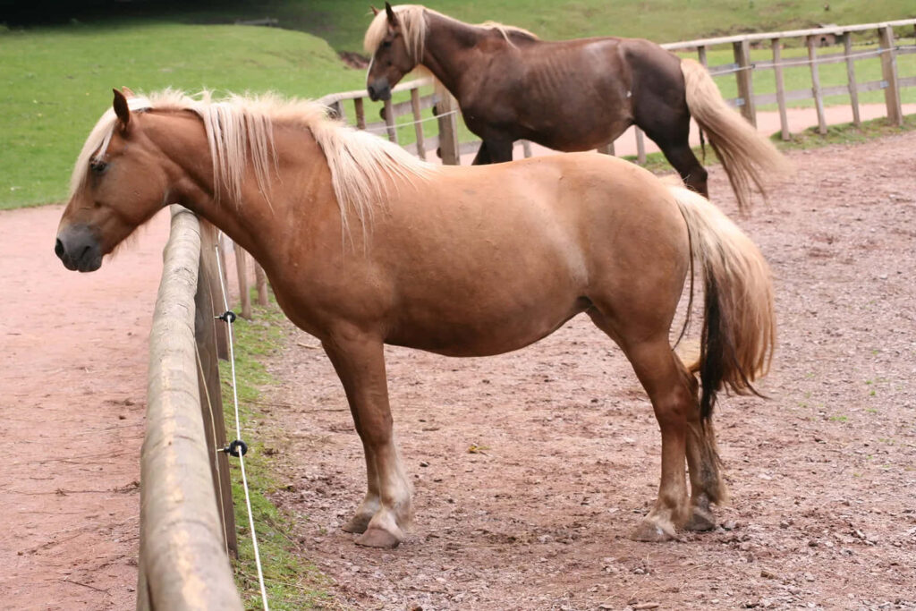 Tranquil Farm Scene: Palomino & Haflinger Horses by Wooden Fence Wallpaper