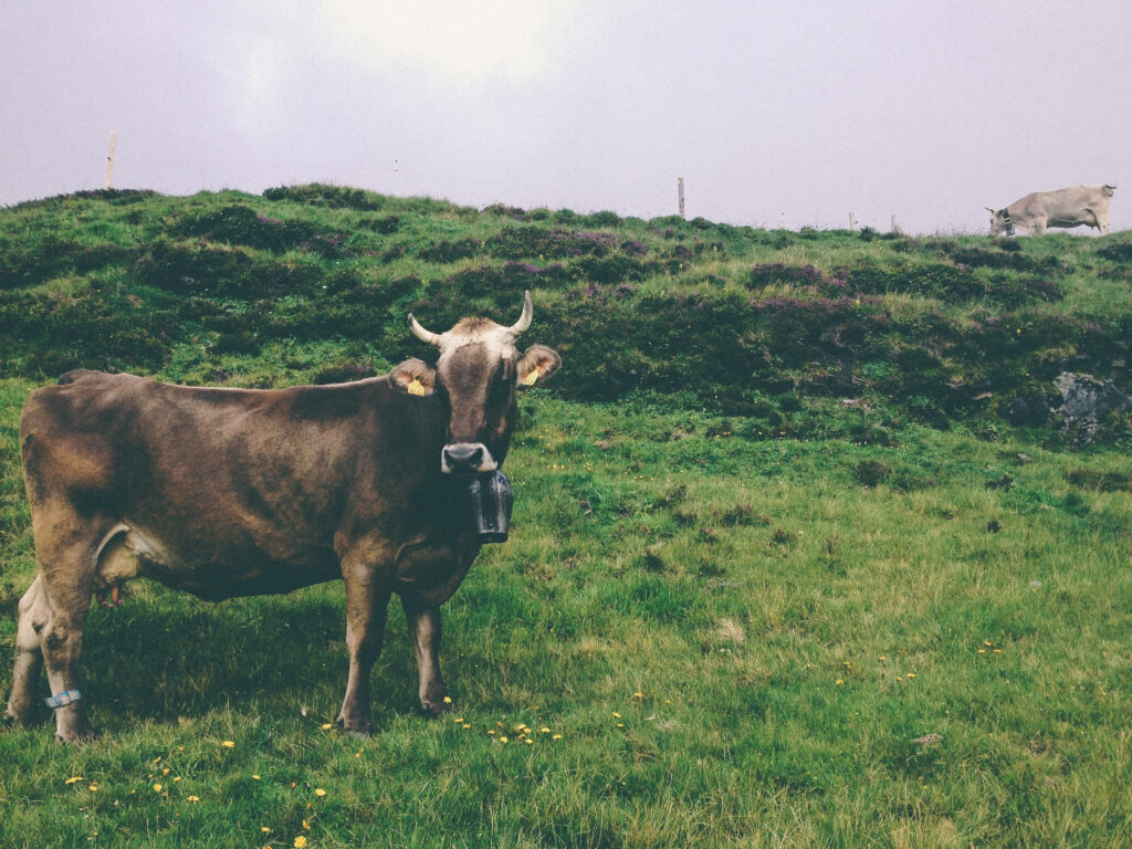 Serene Farm Wallpaper: Cows on Lush Grass Under Overcast Sky