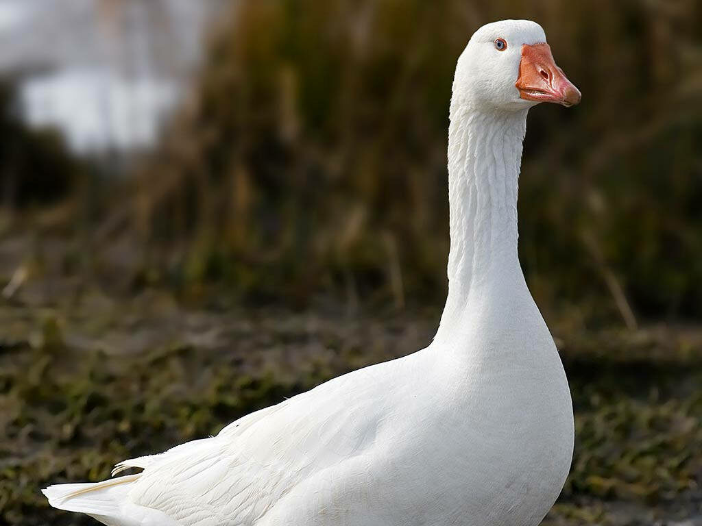 Serene Farm Wallpaper: White Goose Relaxing in Rustic Background
