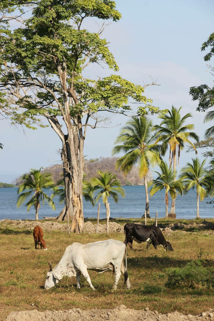 Serene Farm Scene with Zebu Cattle and Tropical Ocean Background Wallpaper