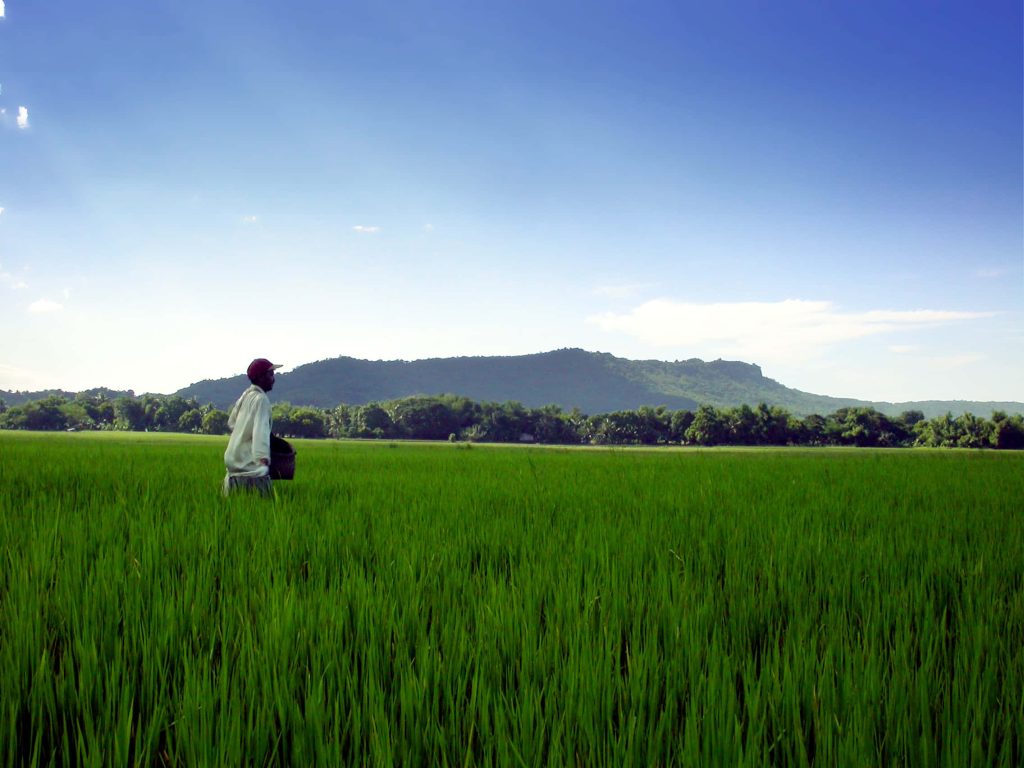 Farmer in red cap walking through vibrant green rice field with hill and clear blue sky background Wallpaper