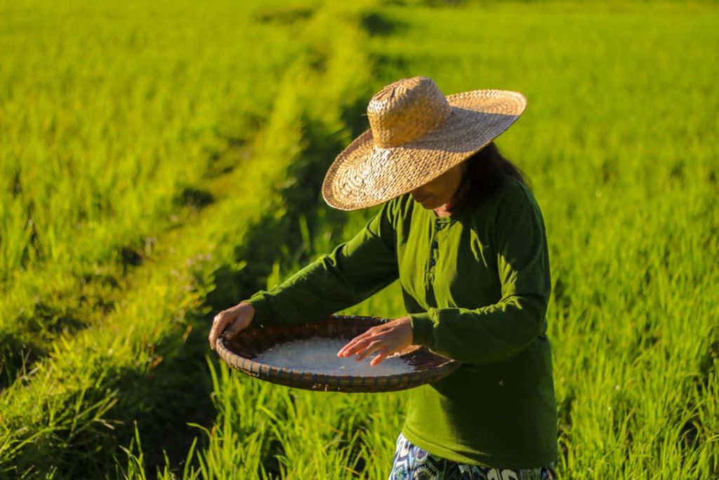 Farmer in traditional hat winnowing grains in lush green rice field during golden hour light Wallpaper