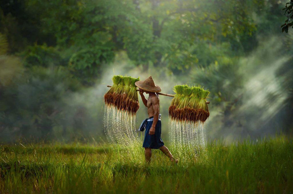Shirtless farmer with conical hat carrying wet rice seedlings in misty green field morning light Wallpaper
