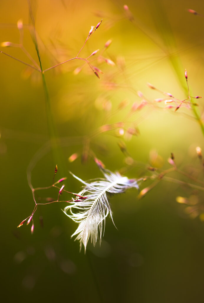 Ethereal Feather on Branches - Serene Macro Wallpaper Background