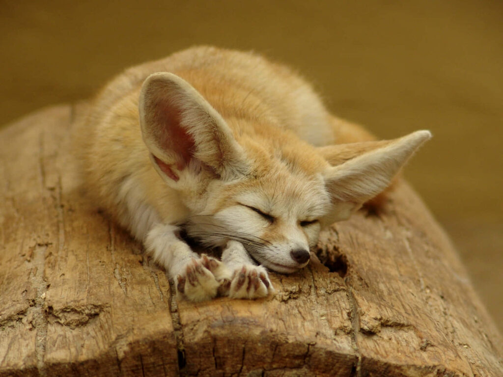 Fennec Fox Sleeping on Log: Serene Moment in Nature Wallpaper