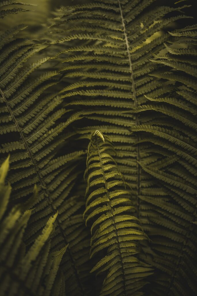 Serene Fern Wallpaper: Lush Leaves & Intricate Patterns in Soft Light