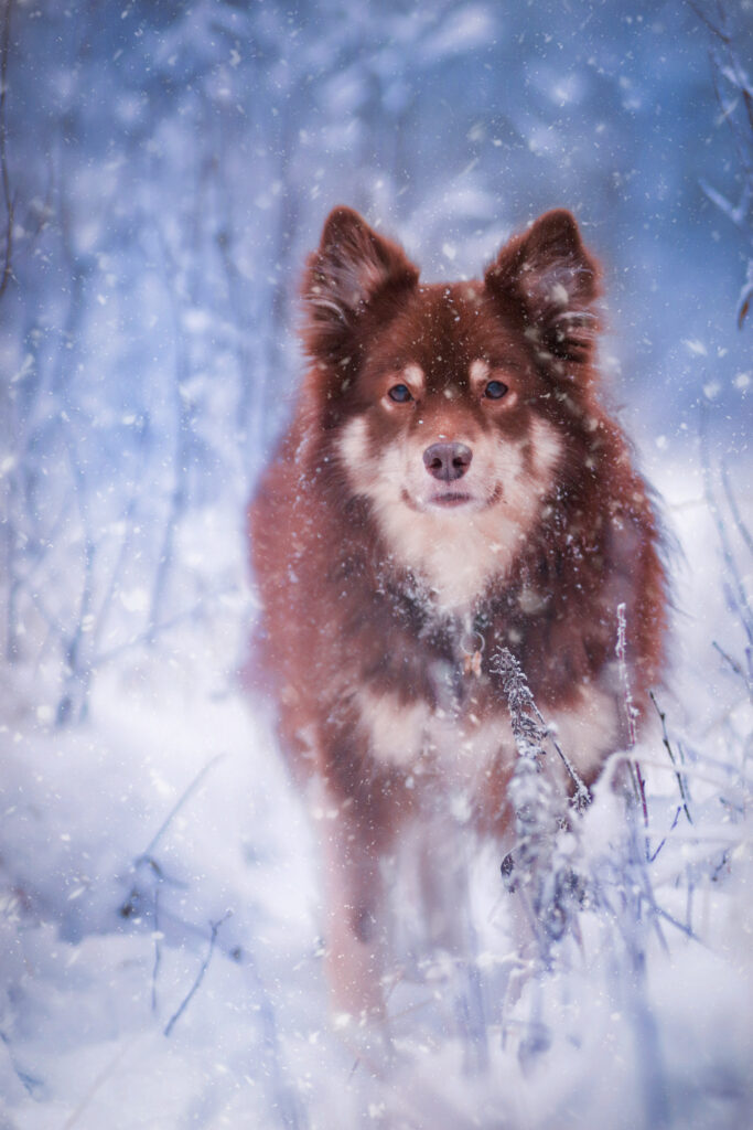 Serene Winter Scene: Finnish Lapphund Amidst Snowy Landscape Wallpaper