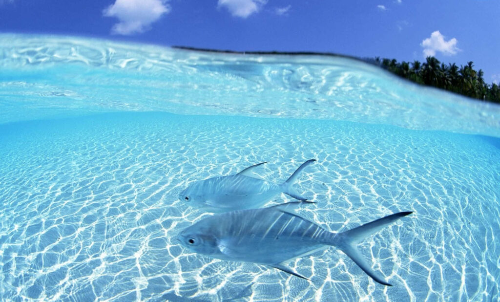 Serene Fish Desktop Wallpaper: Tranquil Turquoise Waters & Tropical Vibes