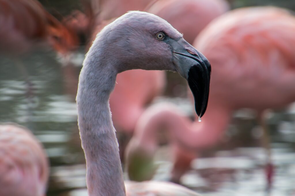 Serene Flamingo Close-Up Wallpaper with Blurred Background