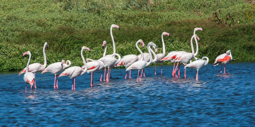 Calm Flamingos in Tranquil Waters - Serene Nature Wallpaper