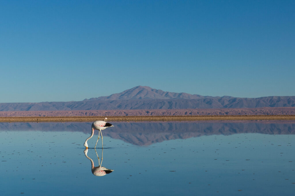 Serene Flamingo Wallpaper: Majestic Mountains & Calm Lake Scene