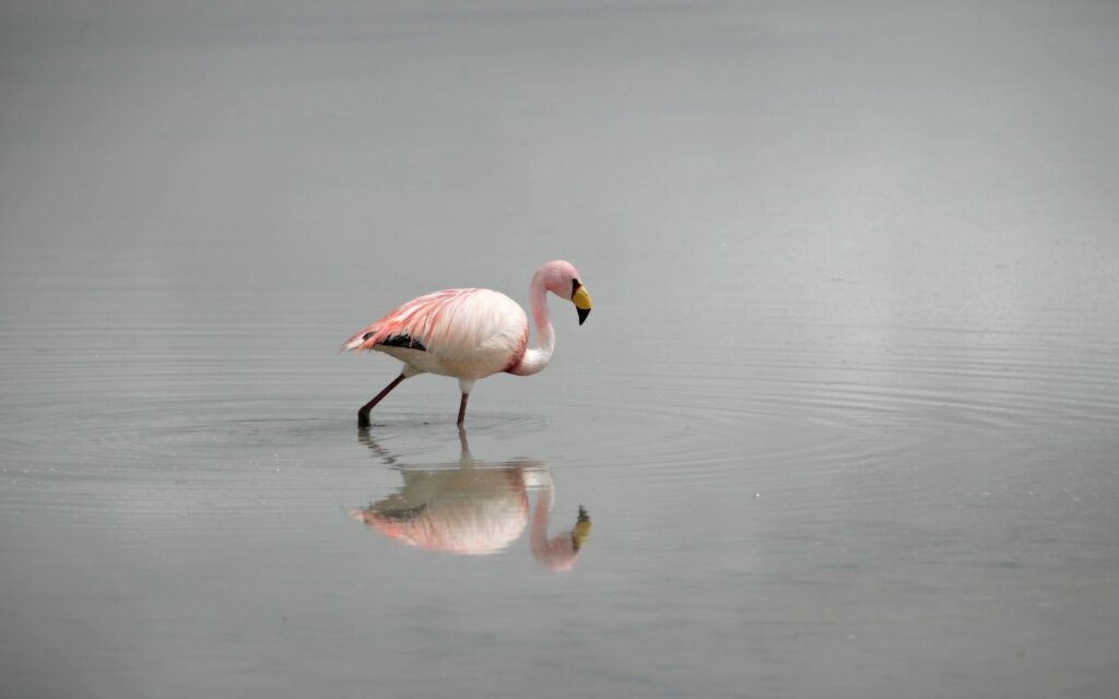 Serene Flamingo in Misty Waters - Tranquil Background Wallpaper