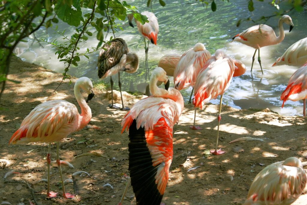 Peaceful Flamingos by Tranquil Water - Serene Nature Wallpaper