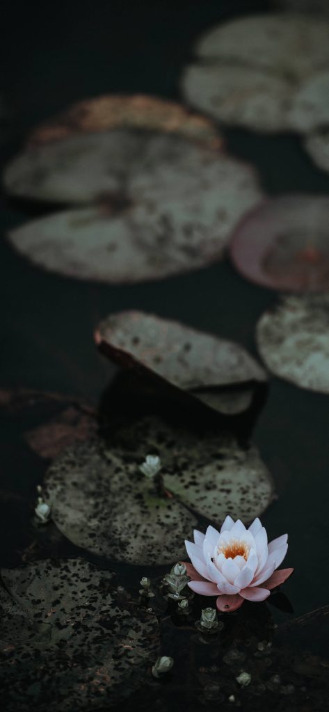Serene pale pink lotus flower floating on dark water with textured lily pads wallpaper background