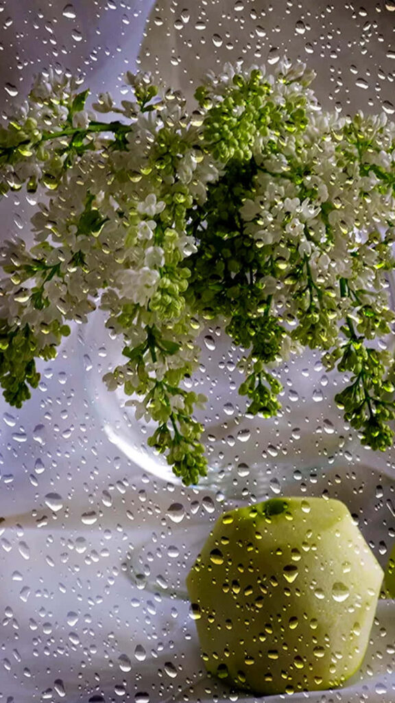 Serene Floral Still Life Wallpaper: White & Green Through Raindrops