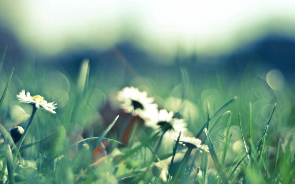 Serene Floral Wallpaper: Blurred Background for a Calming Atmosphere