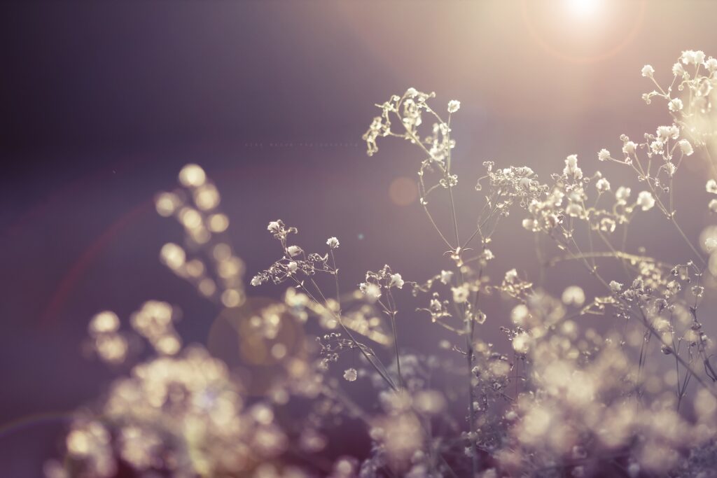 Serene Floral Wallpaper: Delicate Branches & Tiny Flowers