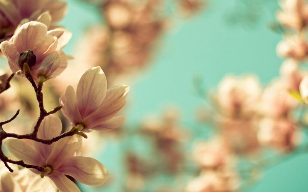 Delicate Floral Wallpaper: Serene Blooming Twig Design Background