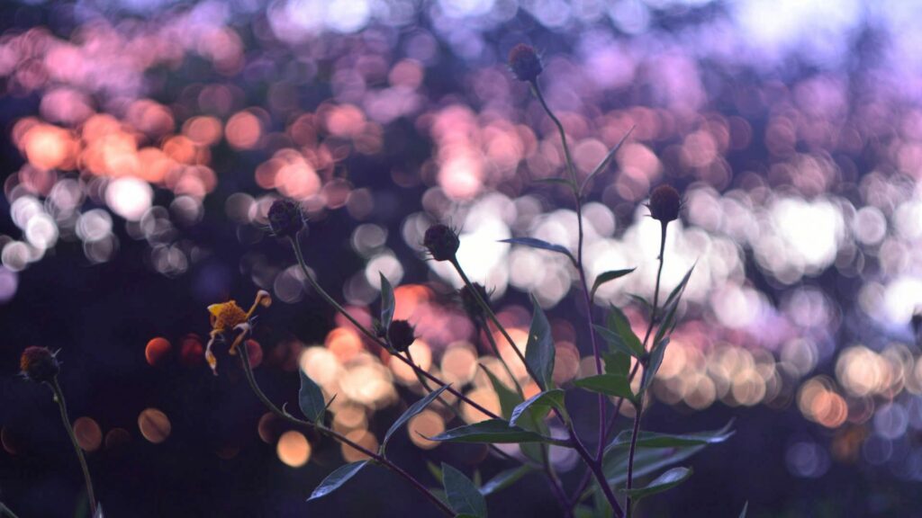 Dreamy Floral Wallpaper Background with Serene Reflections