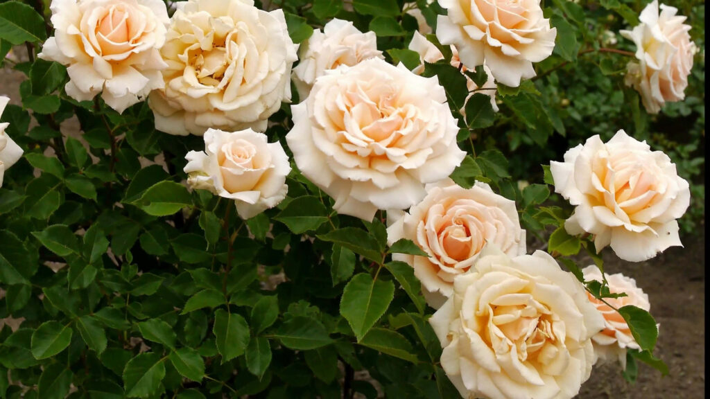Elegant Pale Peach Roses Blooming Against Lush Green Foliage Wallpaper