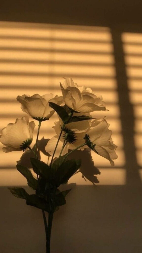 Tranquil Flower Wallpaper: Warm Sunlight & Soft Shadows Background