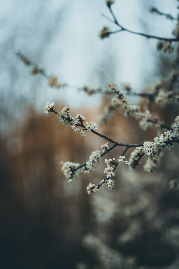 Serene Flower Wallpaper: Peaceful Spring Garden Background