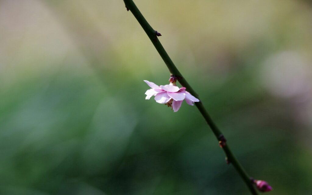 Delicate Flower Blossom Wallpaper on Slender Branch - Serene Background