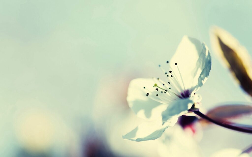 Elegant Flower Blossom Wallpaper: Soft Blurred Background Beauty