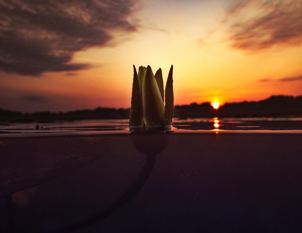 Tranquil Flower Bud Emerging from Water at Vibrant Sunset Background Wallpaper