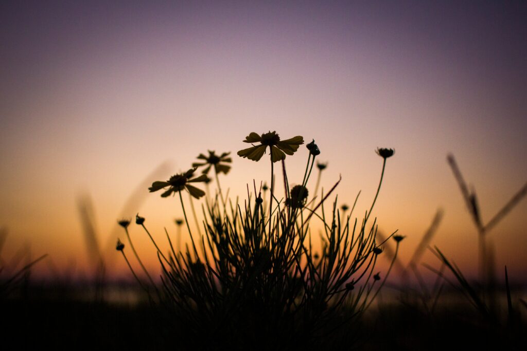 Serene Flower Silhouette Wallpaper Against Dusky Sunset Background