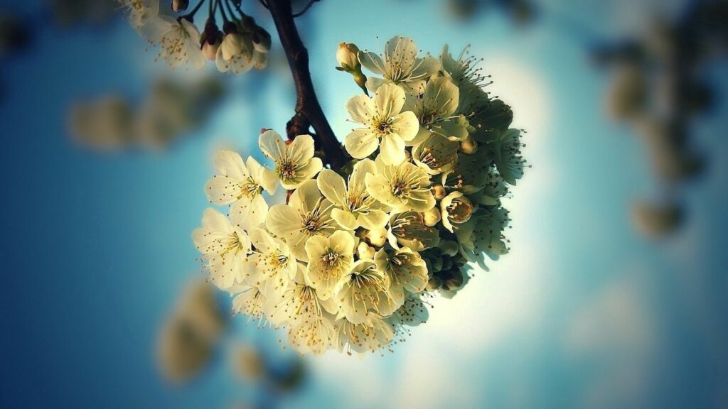 Delicate Flower Wallpaper: Blooming Twig with Gentle Sunlight