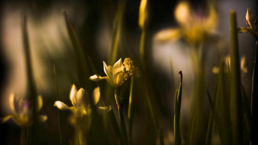 Serene Flower Wallpaper: Delicate Petals & Gentle Shadows
