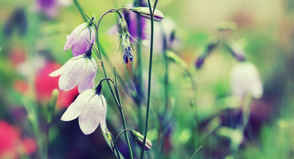Delicate Flower Wallpaper: Soft Petals & Vibrant Greenery Background