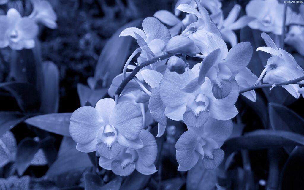 Calming Flower Wallpaper: Delicate Blooms in Soft Evening Light