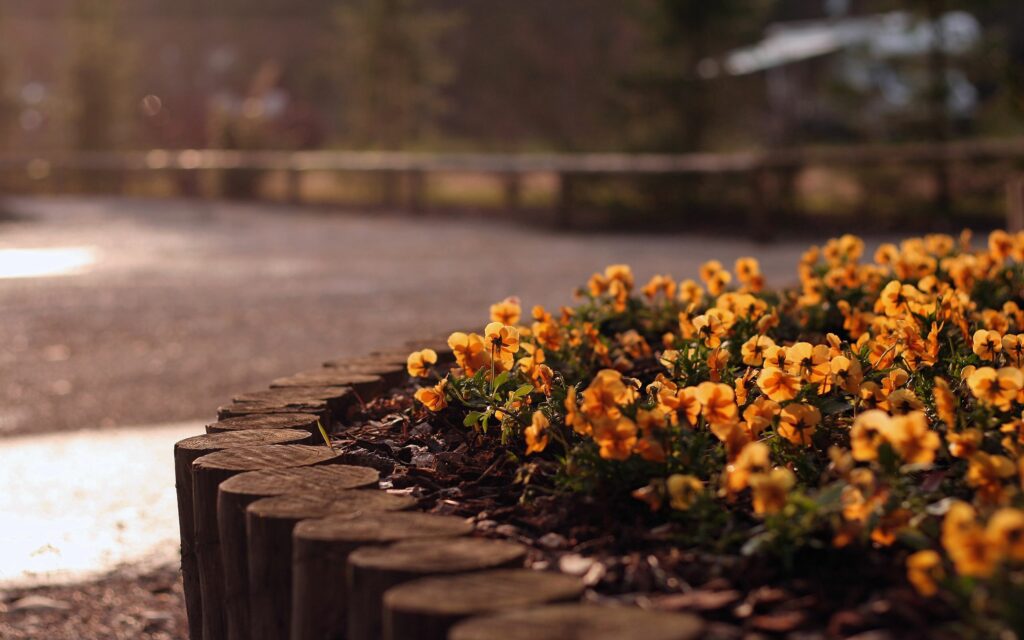 Serene Flowerbed Wallpaper: Vibrant Yellow Flowers in Sunlit Glow