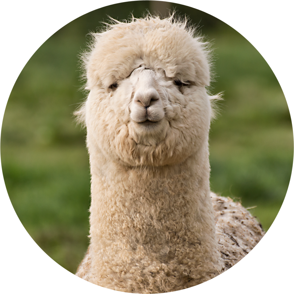 Serene Close-Up of a Fluffy Alpaca with Blurred Grassy Background Wallpaper