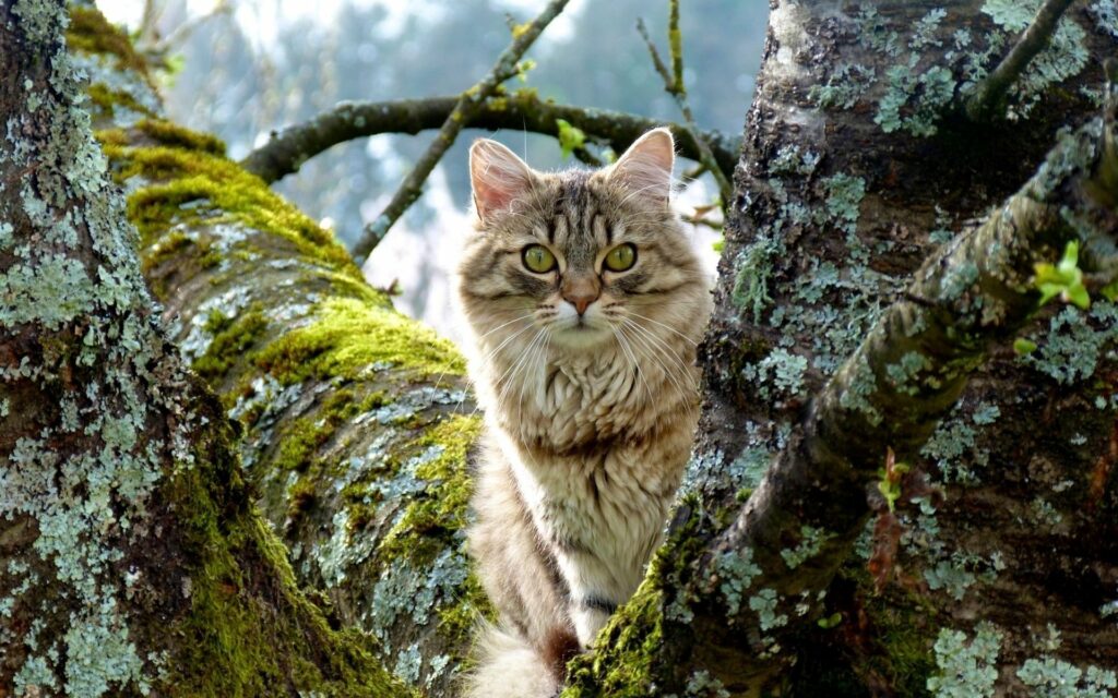 Fluffy Cat in Tranquil Mossy Tree Setting - 1920x1200 Wallpaper