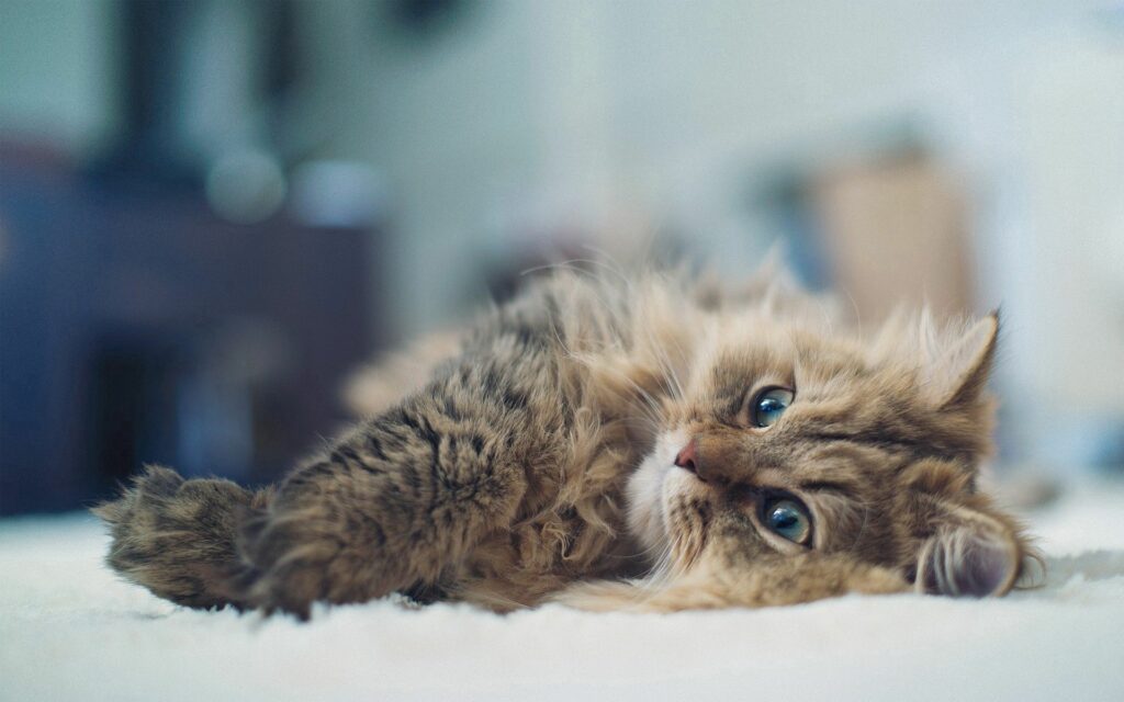 Cozy Fluffy Cat Relaxing on Soft Surface - 1920x1200 Wallpaper