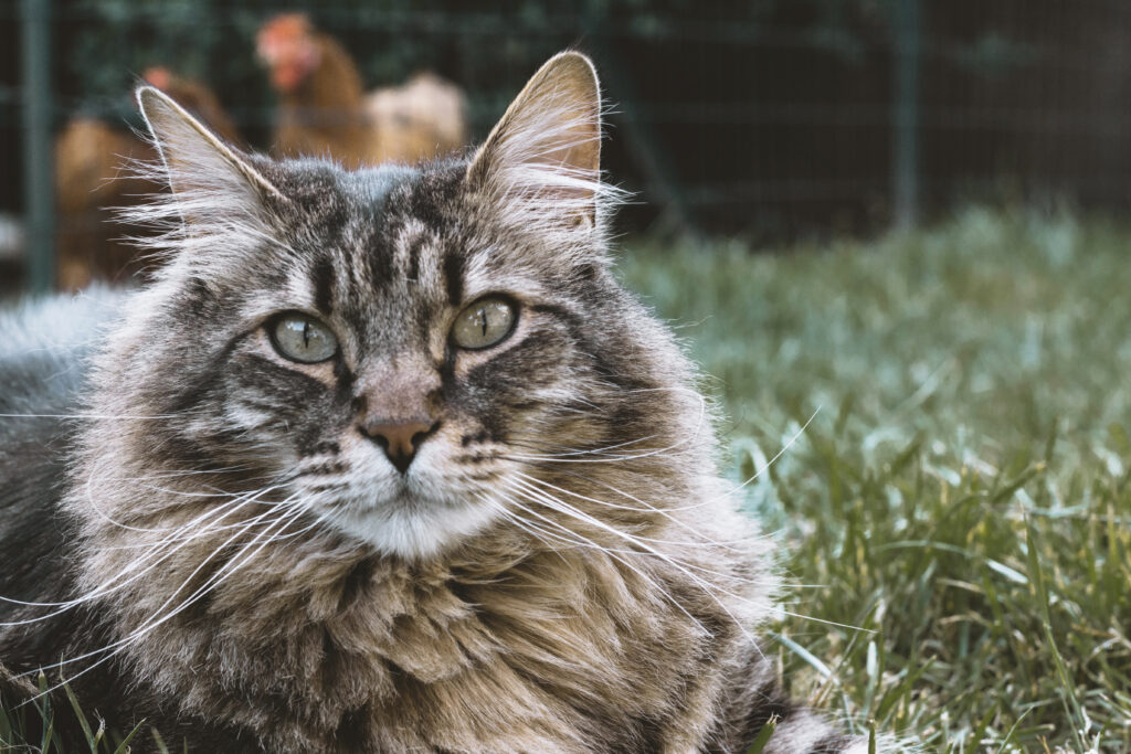 Serene Fluffy Cat Wallpaper: Textured Muzzle on Grassy Background