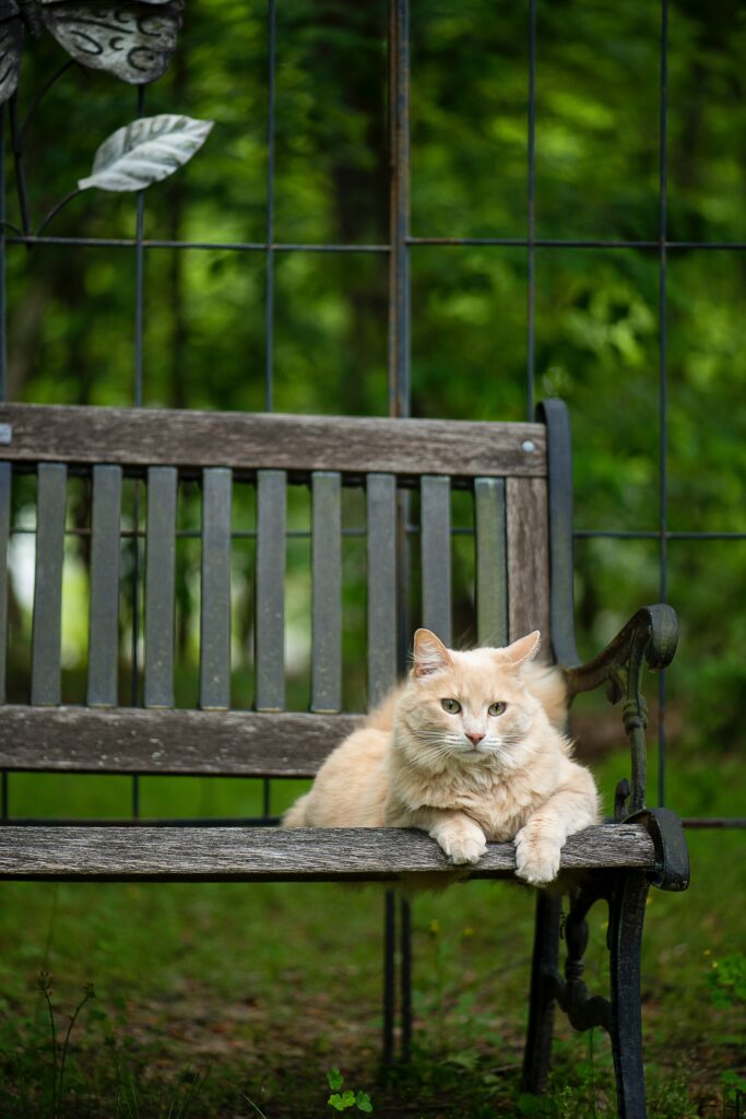 Fluffy Cat on Rustic Bench in Lush Greenery – Serene Scene Wallpaper