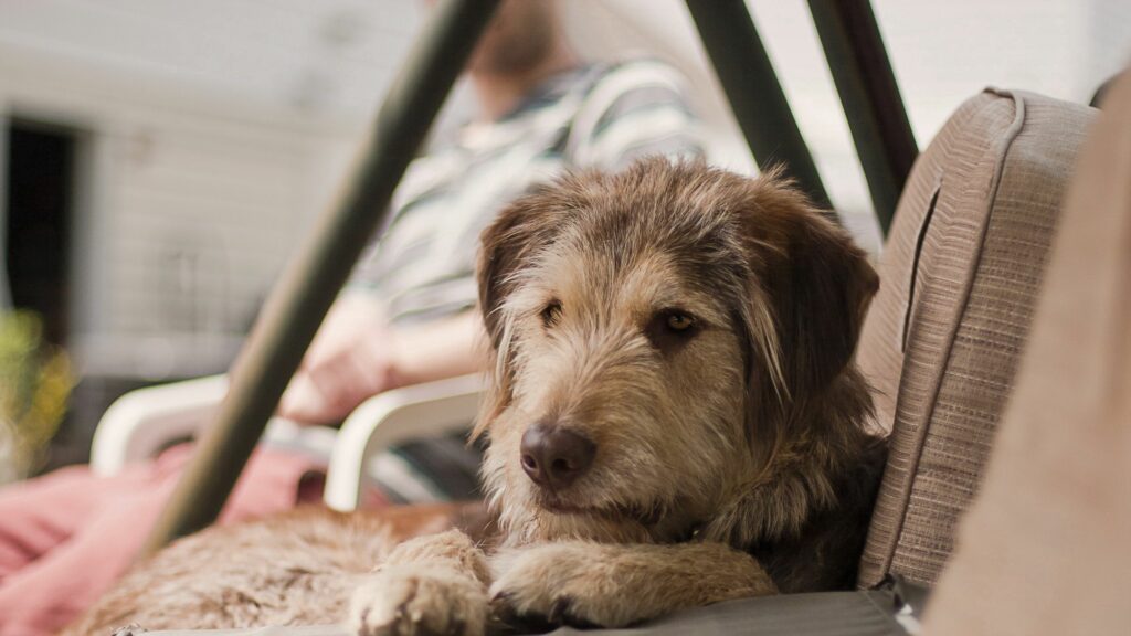Fluffy Dog Relaxing: Serene Wallpaper with Gentle Muzzle