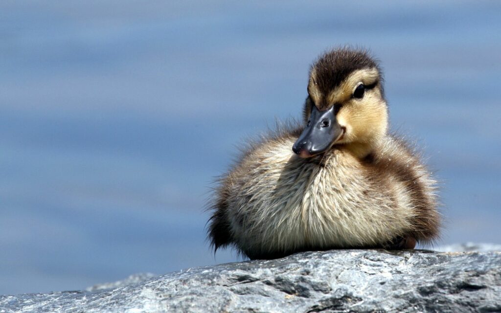 Charming Fluffy Duckling on Sunlit Rocks by Serene Blue Lake Wallpaper