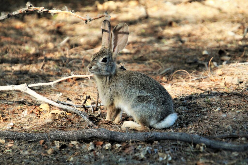 Fluffy Hare Amidst Branches: A Serene Wooded Scene Wallpaper