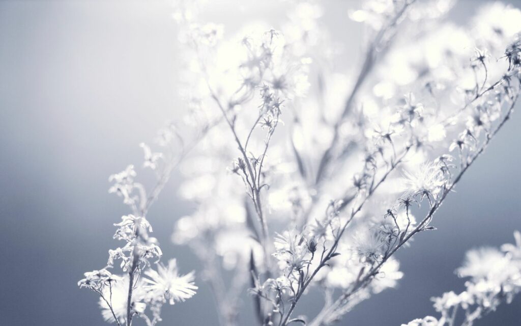 Serene Fluffy Plant Wallpaper: Ethereal Soft Sunlight Background