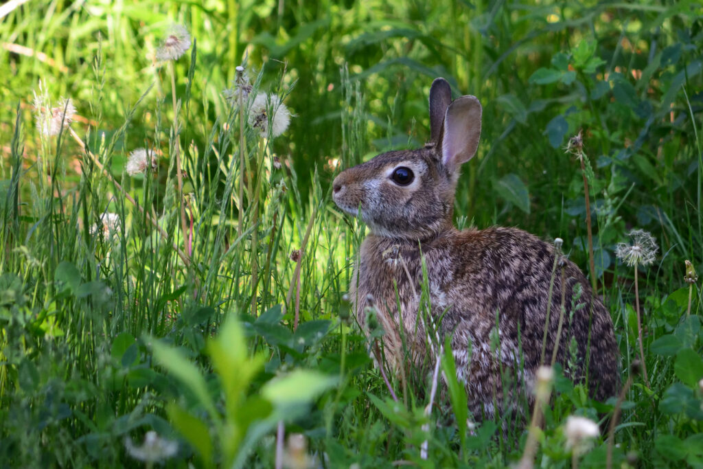 Fluffy Rabbit in Lush Grass: A Serene Pastoral Scene Wallpaper