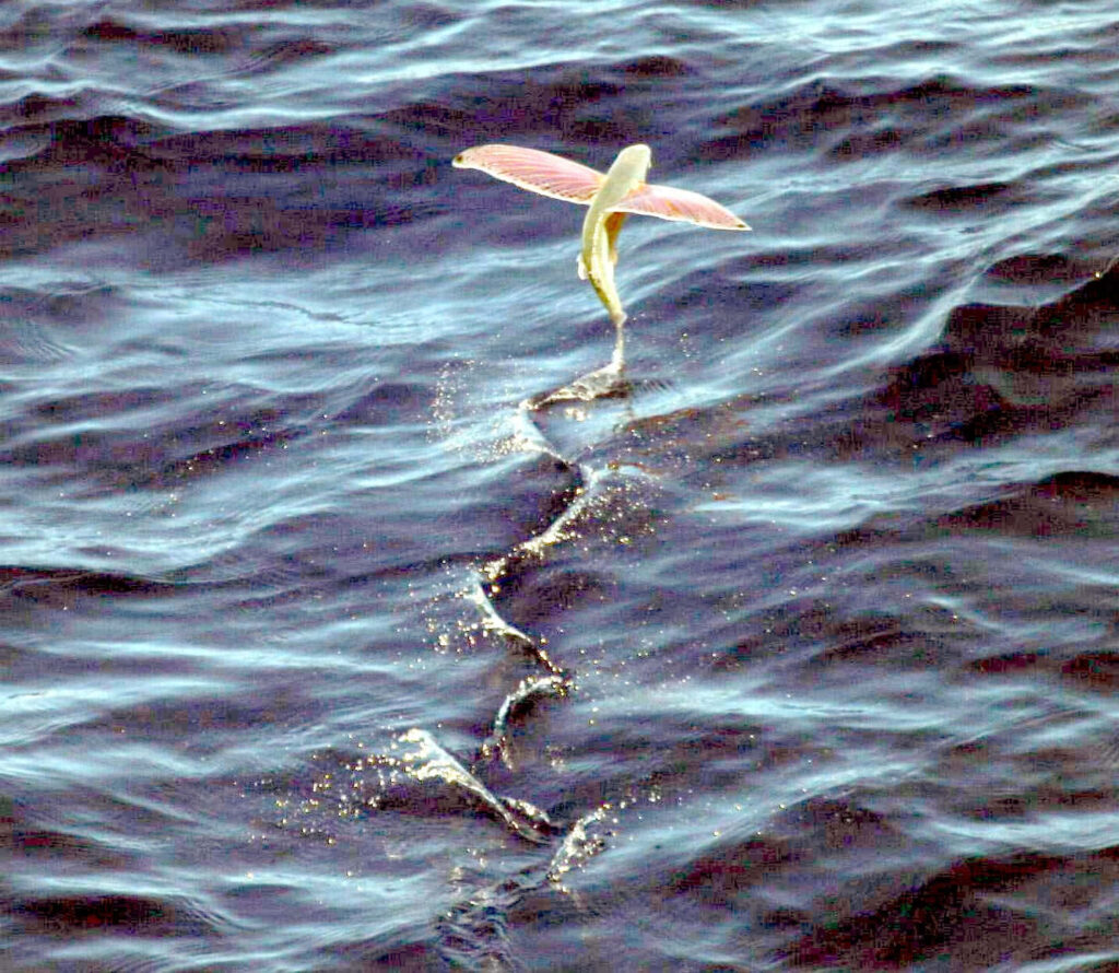 Serene Flying Fish Wallpaper Over Shimmering Water Background