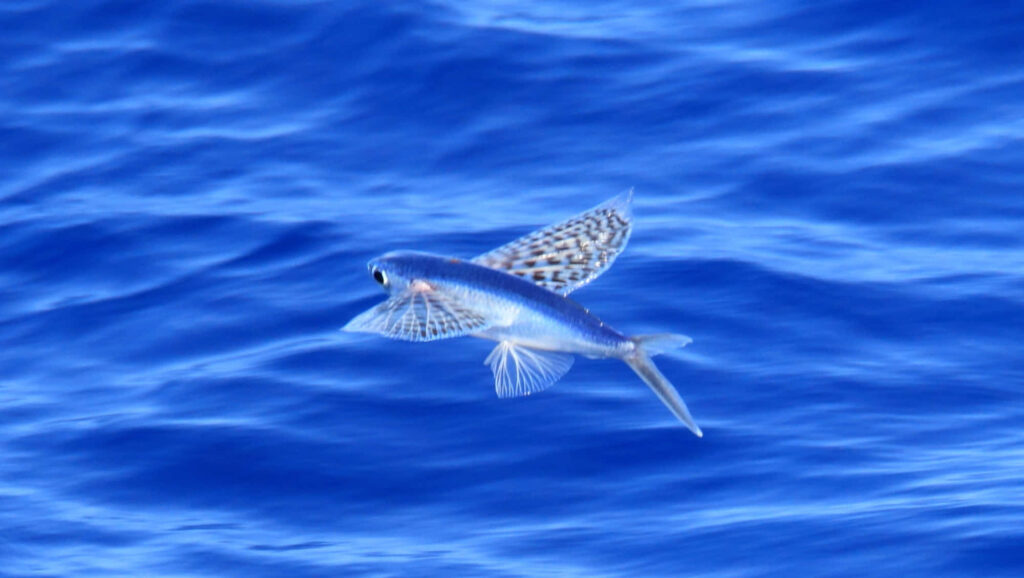 Serene Flying Fish Over Shimmering Blue Ocean - Elegant Wallpaper